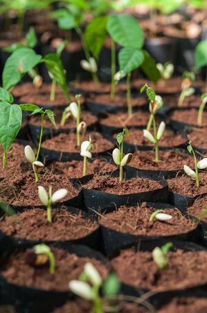 The Tillage and cultivation of plants in the soil convert.の写真素材