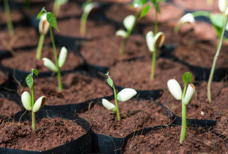 The Tillage and cultivation of plants in the soil convert.の写真素材