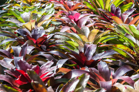 Bromeliad brilliant, beautiful foliage plantsの写真素材