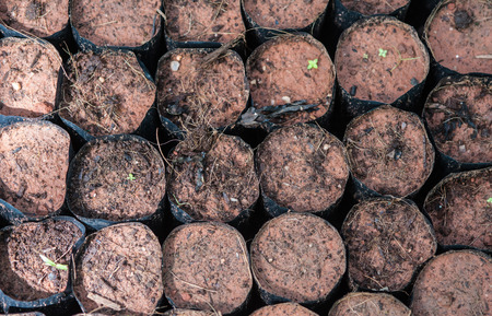 The Tillage and cultivation of plants in the soil convert.の写真素材