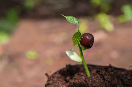 The Tillage and cultivation of plants in the soil convert.の写真素材