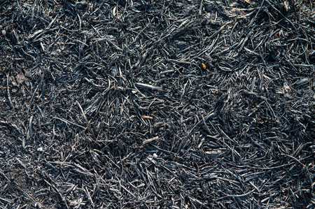 Grass fire burning into ashes.の写真素材