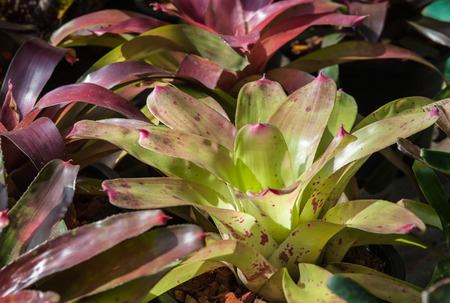 Bromeliad brilliant, beautiful foliage plantsの写真素材