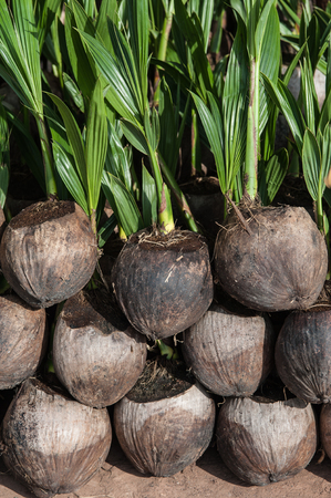 Coconut seedlings in the nursery.の写真素材