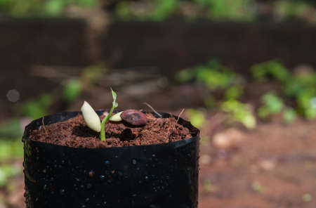 The Tillage and cultivation of plants in the soil convert.の写真素材