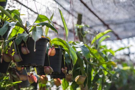 Nepenthes carnivorous plantの写真素材