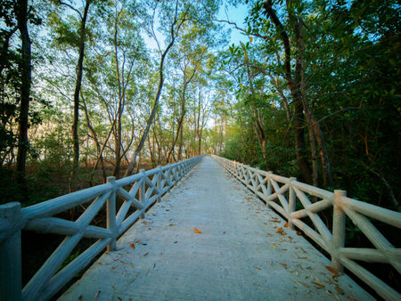Concrete walkway along the coast of the mangrove forest, Thailand.の写真素材