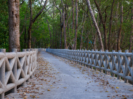 Concrete walkway along the coast of the mangrove forest, Thailand.の写真素材