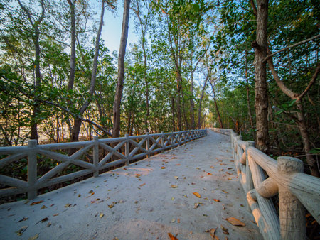 Concrete walkway along the coast of the mangrove forest, Thailand.の写真素材