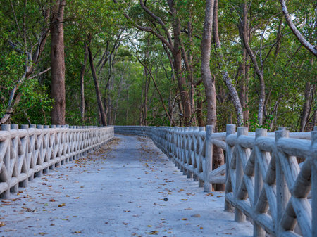 Concrete walkway along the coast of the mangrove forest, Thailand.の写真素材