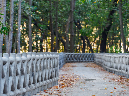 Concrete walkway along the coast of the mangrove forest, Thailand.の写真素材