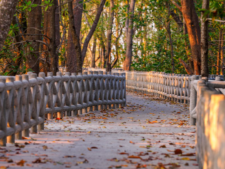 Concrete walkway along the coast of the mangrove forest, Thailand.の写真素材