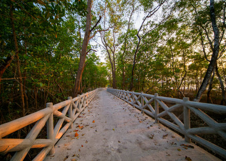 Concrete walkway along the coast of the mangrove forest, Thailand.の写真素材