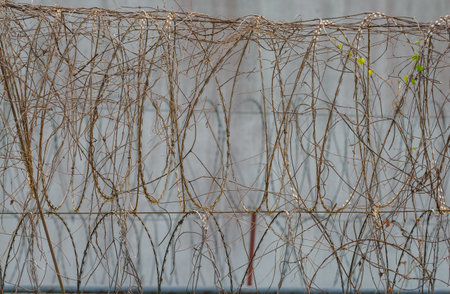 Barbed wire fences around the prison prevent prisoners from escaping.の写真素材