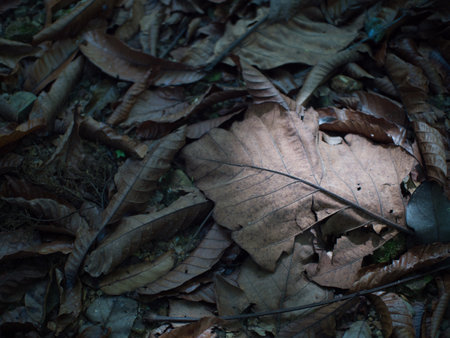 Dry leaves on the ground in the rainforest of Thailand.の写真素材