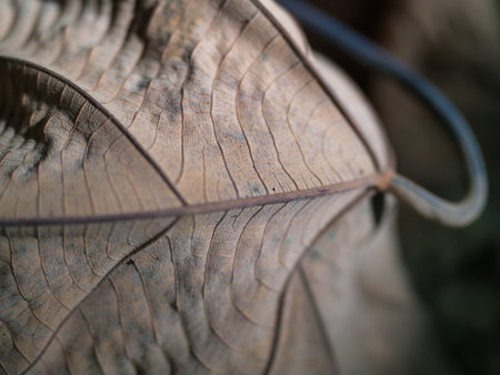 Close up of dry leaf texture with shallow depth of field for backgroundの写真素材