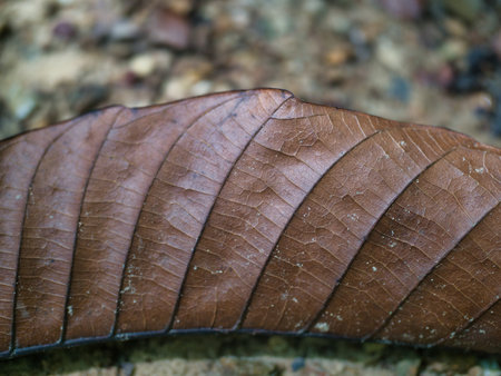 Close up of brown dry leaf in the forest. Natural background.の写真素材