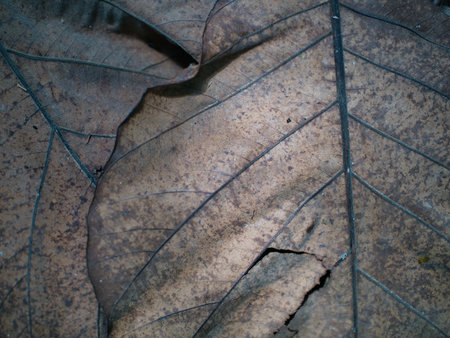 Dry leaf on the ground. Abstract background and texture for design.