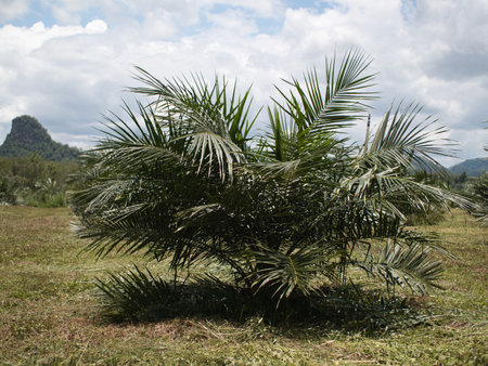 Palm tree in the field, Palmyra palm or sugar palm