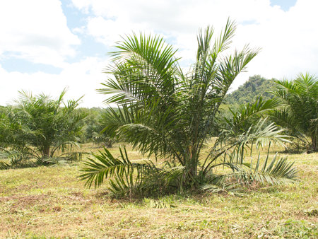 Palm tree plantation in rural area, South East Asia, Thailand