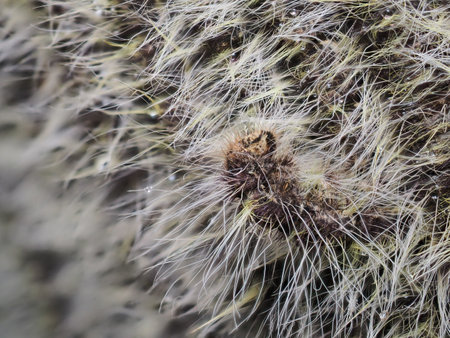 Caterpillars cling to trees in the forest.の写真素材