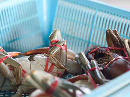 Black crab tied with red rope in a blue basketの写真素材