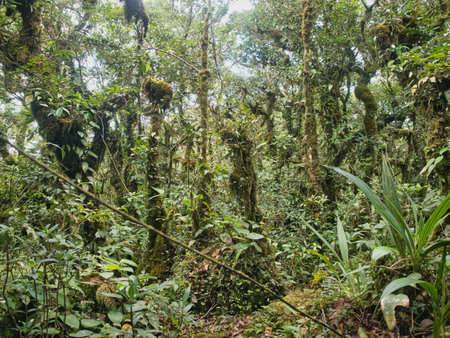 Ancient primeval forest in the Khao Nong Mountain Range in the rainy season, Surat Thani Province