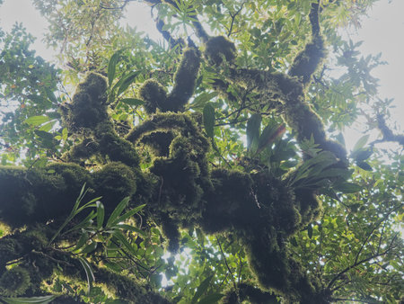 Ancient primeval forest in the Khao Nong Mountain Range in the rainy season, Surat Thani Province