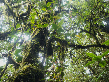 Ancient primeval forest in the Khao Nong Mountain Range in the rainy season, Surat Thani Provinceの写真素材