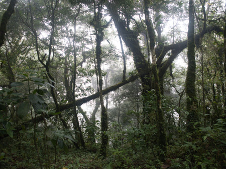 Ancient primeval forest in the Khao Nong Mountain Range in the rainy season, Surat Thani Province