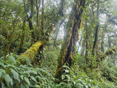 Ancient primeval forest in the Khao Nong Mountain Range in the rainy season, Surat Thani Province