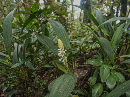 Ancient primeval forest in the Mountain Range in the rainy season, Province