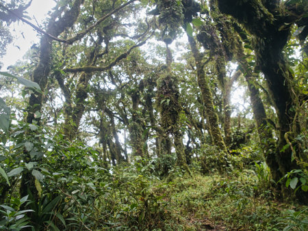 Ancient primeval forest in the Khao Nong Mountain Range in the rainy season, Surat Thani Province