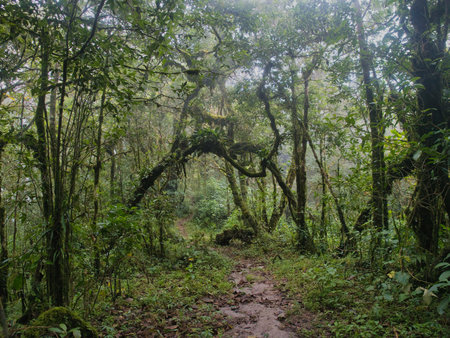 Ancient primeval forest in the Khao Nong Mountain Range in the rainy season, Surat Thani Province