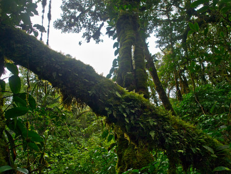 Ancient primeval forest in the Khao Nong Mountain Range in the rainy season, Surat Thani Province