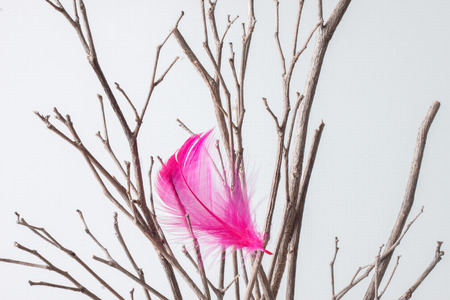 Twig with pink feather on white backgroundの写真素材