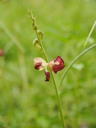 red flower small beautiful closeupの写真素材