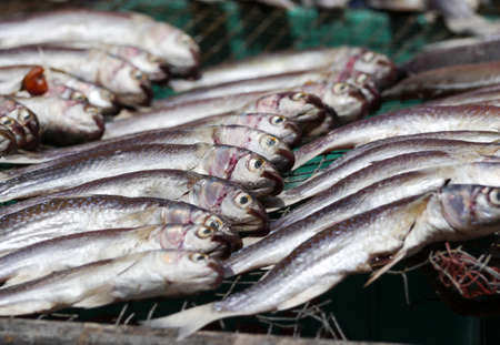 Dry Fishs is Thai Foodの写真素材