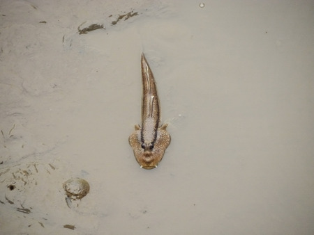 Mudskipper In The Mangrove Forestの写真素材