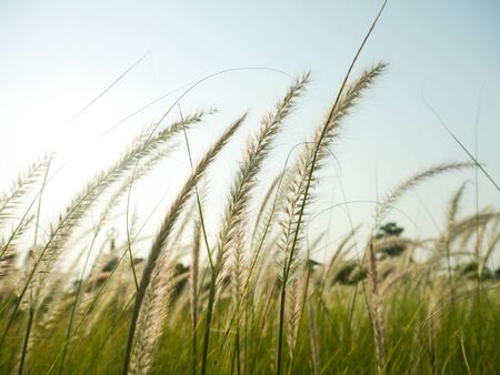 The Plume Grass, Pennisetum Alopecuroides