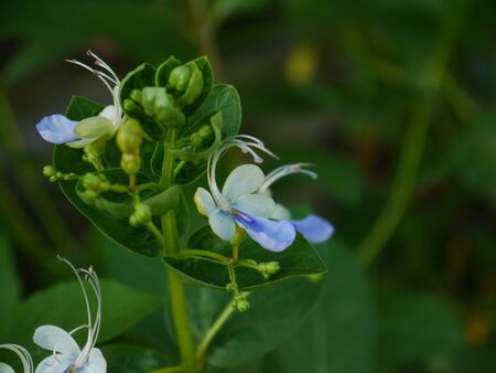 Blue Flower In Formal Gardenの写真素材