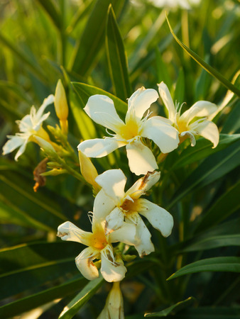White Frangipani Flower In Gardenの写真素材
