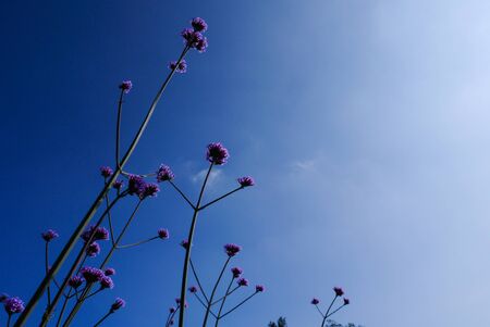 Lavender Flower On The Hillの写真素材