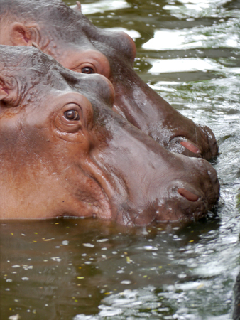 Portrait Two Hippotamuses At Zoo