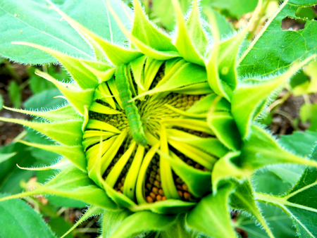 Close up Sunflower, Beautyful Flowerの写真素材