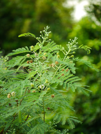 White Leucaena , Green Leaf And Branchの写真素材