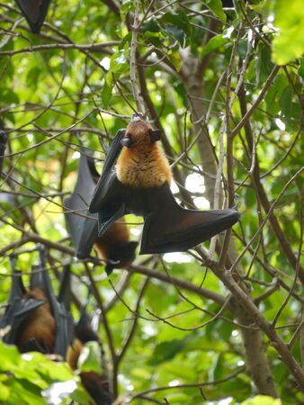 Many Bats Are Hanging At Treeの写真素材