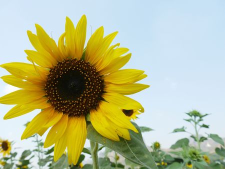Sunflower In Field, Beauty In Natureの写真素材