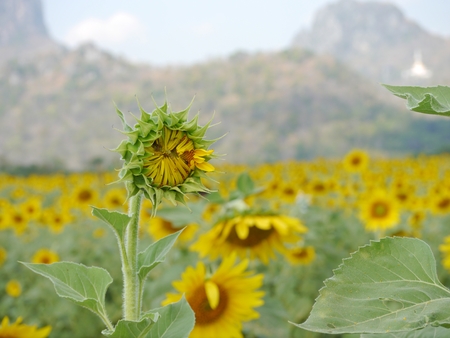 Closeup Young Sunflower In Fieldの写真素材