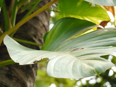 Closeup big Leaf of Pothos